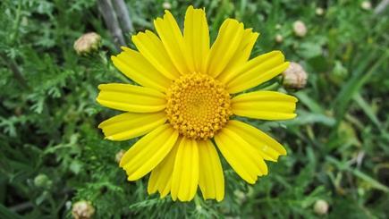 Arnika horská Arnica montana Čeľaď: Astrovité Asteraceae Trvalka 30 50 cm, kvitne máj až august Rozšírenie: vyskytuje sa na severe po juh Škandinávie, na východe po Pobaltie, Bielorusko a Karpaty, na