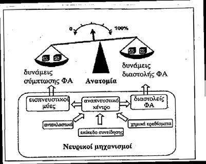 κάτω γνάθος, στην οποία προσφύονται μύες και άλλες μαλακές δομές.