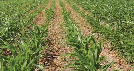 kukurica zvyčajne už vzídená, a preto nie je možné použiť klasické herbicídne prípravky s preemergentným pôsobením.