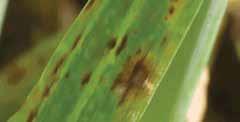 Avatar Účinná látka: 40 g/l Cyproconazole 375 g/l Chlorothalonil Fungicídny prípravok určený na ochranu pšenice ozimnej a pšenice jarnej proti hubovým chorobám. Výhody použitia.