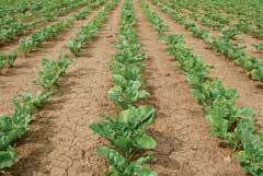 Borovital Zloženie: 150 g B/l, hnojivo obsahuje zároveň aj 6 % N v amidickej forme Kvapalné hnojivo s obsahom ľahko prístupného bóru. Výhody použitia.