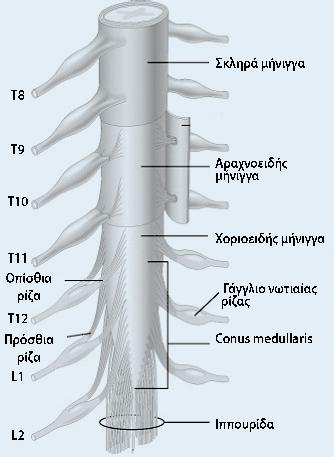 Περιοχική αναισθησία Σύνδεσμοι Οι σύνδεσμοι της ΣΣ στηρίζουν τη δομή της και μαζί με τους μύες διατηρούν το σχήμα της.