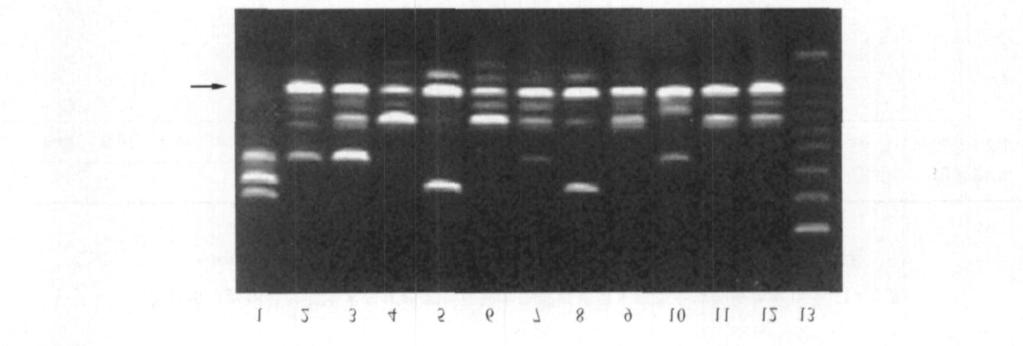 602 34 2S1402 RAPD 1. ; 2. ; 312. ; 13. F ig. 2RAPD bands of the parents and their progen ies from F. m andschu rica and F.