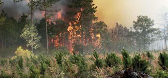 13 Ochrana lesov pred požiarmi v roku 2012 Pplk. Ing. Jozef Vadovič, Prezídium HaZZ Lektor: pplk. Ing. Jana Morávková Prezídium HaZZ, foto: archív Klimatické zmeny prinášajú so sebou aj rastúce riziko požiarov.