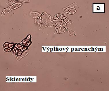 vytvárajúcich sa z parenchymatických buniek.