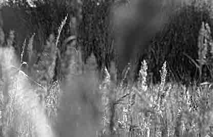 The film actually consists of nearly 18,000 photocopied digital frames, which are animated and filmed with a 35mm camera. Nominated for the Oscar, it screened at over 200 festivals.