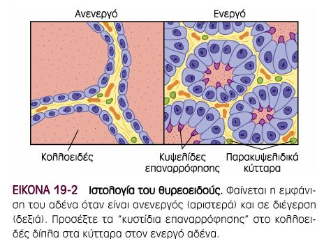 Δοµή θυρεοειδούς αδένα Θυλάκια: Κολλοειδές: κύρια πρωτεΐνη είναι η θυρεοσφαιρίνη Θυλακοειδή κύτταρα: υπεύθυνα για την παγίδευση ιωδίου και σύνθεση