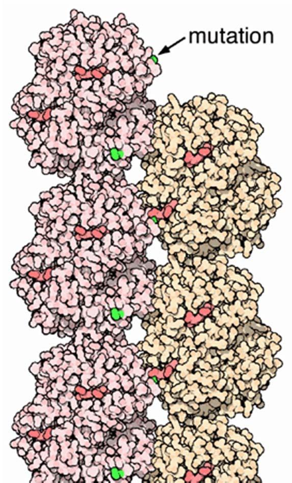 Anemija srpastih celic vzrok za nastanek HbS (α 2 β S 2) mutacija v βverigi Hb: Glu Val - Glu (a) normalni