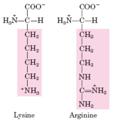 Histoni majhni bazični proteini v jedru 5 različnih vrst pri evkariontih - H1, H2, H3, H4, H5 (M r od 11-21 kda) So dobro ohranjeni med različnimi vrstami ~1/4 aminokislin histonov predstavljata Arg