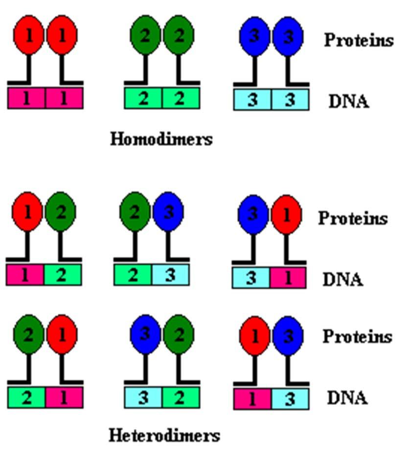Transkripcijski faktorji uravnavajo sintezo RNA nahajajo se v vseh kraljestvih živega sveta Kot monomeri, homodimeri ali heterodimeri se vežejo na specifična regulatorna mesta DNA (<10 nukleotidov)