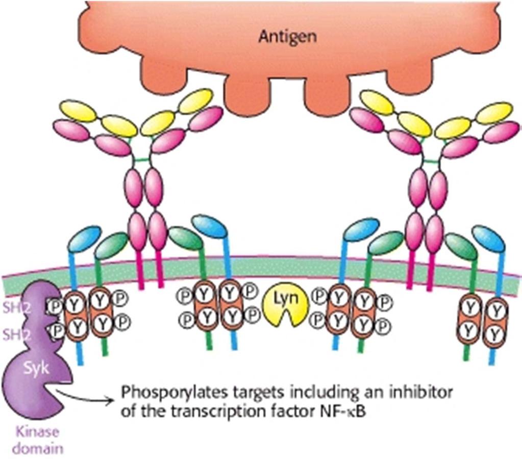 Protitelesa vežejo specifične molekule (antigene) preko