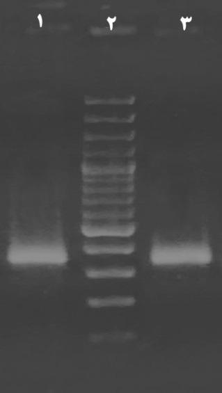 52 27 100 PCR DNA.1.2. 344 PCR.3 110 234 E.. pgem PCR coli ) PCR (. ) PCR ( (.(2 (.(3 ) ( ) 344. PCR.2 IpaD -N PCR.1 ( ). 100 DNA.2 ). IpaD -N PCR.3 (. PCR. webcuttre 110 234 EcoRV PCR EcoRV PCR.