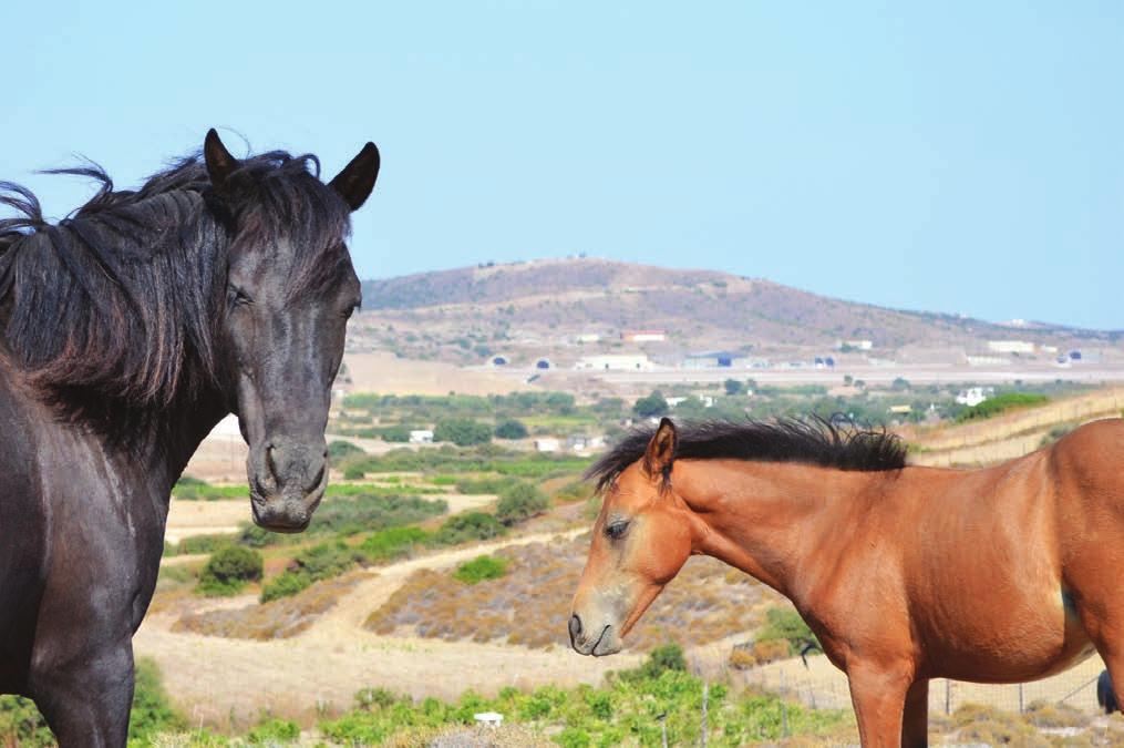 Έναρξη δεσµεύσεων νωρίτερα της αίτησης Στις 3 προκηρύξεις οι δεσµεύσεις έχουν ξεκινήσει να τρέχουν από την 1η Απριλίου οπότε και βγήκε το θεσµικό τους πλαίσιο AgroNews.