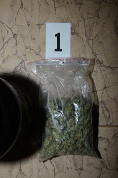 12 Zdroj: Krajské riaditeľstvo Policajného zboru Bratislava Okres Bratislava IV zadokumentoval prípad v súvislosti s rastlinami rodu Cannabis (konopou) vo vysokoškolskom internáte Univerzity