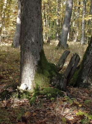 Hospodársky tvar lesa príslušnej jednotky priestorového rozdelenia lesa určuje, sa na základe zisťovania stavu lesa, vyhotovovateľ LHP v lesnom hospodárskom pláne V etážových porastoch sa uvádza