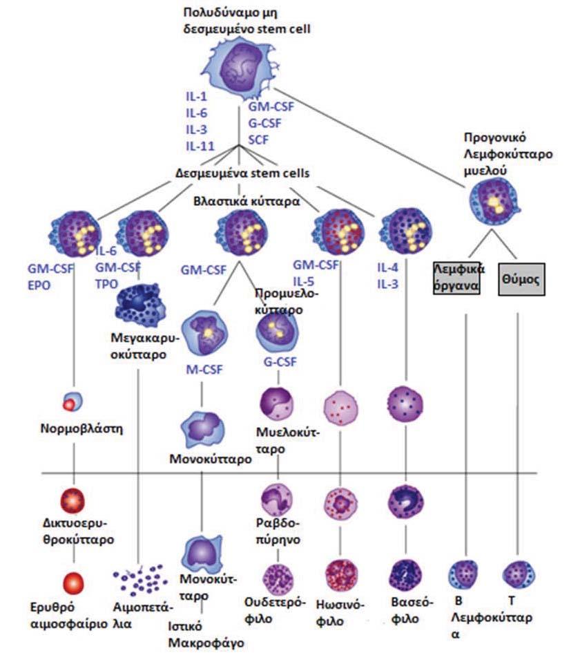 244 ΜΕΡΟΣ IΙ Παθοφυσιολογία Αιματολογικών Διαταραχών ΣΧΗΜΑ 12-1 Αιμοποίηση και κυτταροκίνες που εμπλέκονται σε αυτή.