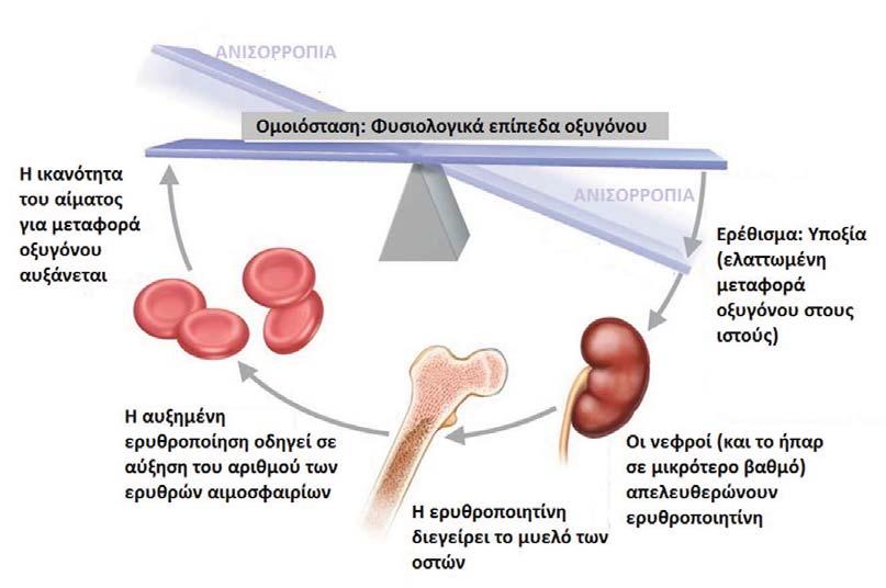 246 ΜΕΡΟΣ IΙ Παθοφυσιολογία Αιματολογικών Διαταραχών ΣΧΗΜΑ 12-2 Ρύθμιση παραγωγής ερυθρών αιμοσφαιρίων μέσω ερυθροποιητίνης.