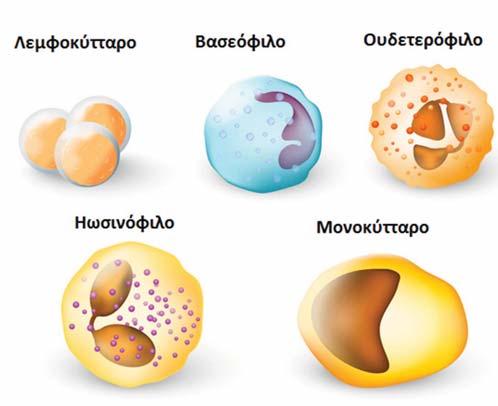 Κεφάλαιο 12 Παθήσεις των Λευκών Αιμοσφαιρίων 247 τολογικής διαταραχής βάσει των κλινικών δεδομένων. Κοκκιοκύτταρα: Ουδετερόφιλα, Ηωσινόφιλα, Βασεόφιλα ΣΧΗΜΑ 12-3 Τύποι λευκών αιμοσφαιρίων.