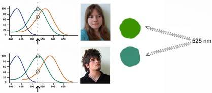 Zaznana barva je odvisna tudi od osebe in njenega živčnega sistema.