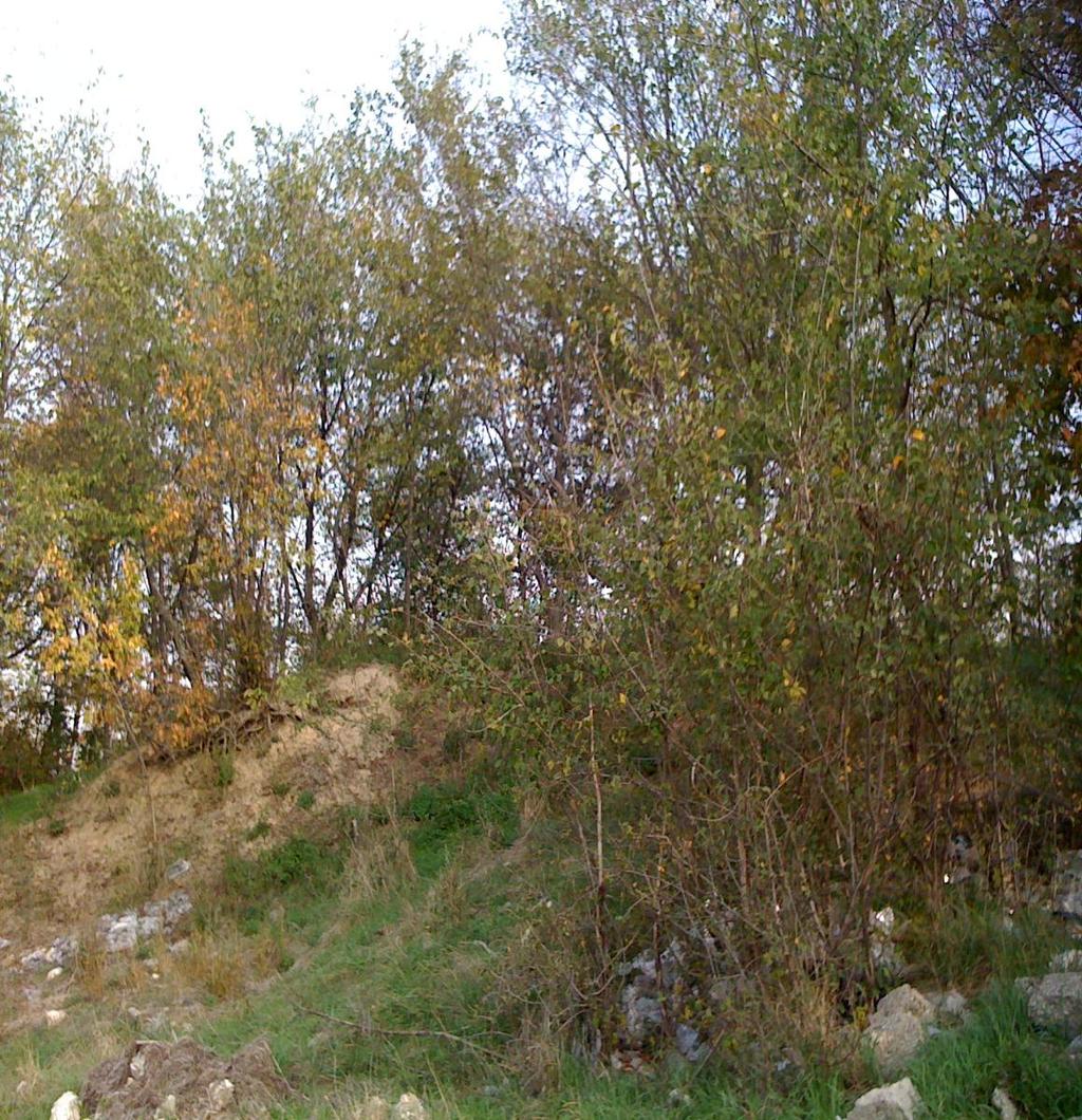 Tipuri de habitate vecine amplasamentului In partea de nord a amplasamentului investitiei propuse, la circa 25 metri de acesta, a fost identificat un trup de padure formata din amestec de fag,