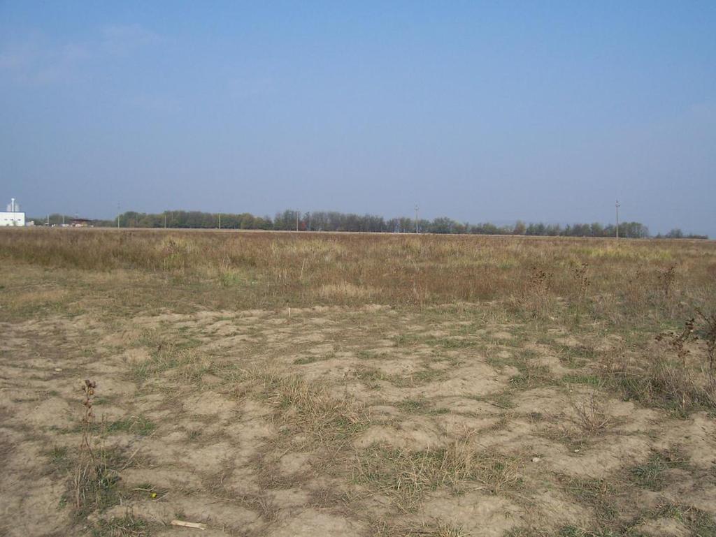 întâlnite pe terenurile lucrate şi cultivate, definite ca specii segetale: Agrostis capillaris ( iarba campului ),Festuca arundinacea ( Păiuș înalt ),Poa nemoralis L. (Iarba deasă ).