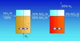 Primjena: uklanjanje amonijaka iz otpadnih voda prvo se pola amonijaka oksidira u nitrit s amonijum oksidirajućom