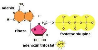 Adenozin trifosfat, (ATP) molekula koju organizmi koriste za pohranu energije.