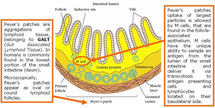 Πλάκες του Payer-Payer s patches-μ κύτταρα Συσσωρεύσεις λεμφικού ιστού πιο συχνά στην κατώτερη μοίρα του λεπτού εντέρου Μικροσκοπικά φαίνονται ως οβάλ ή