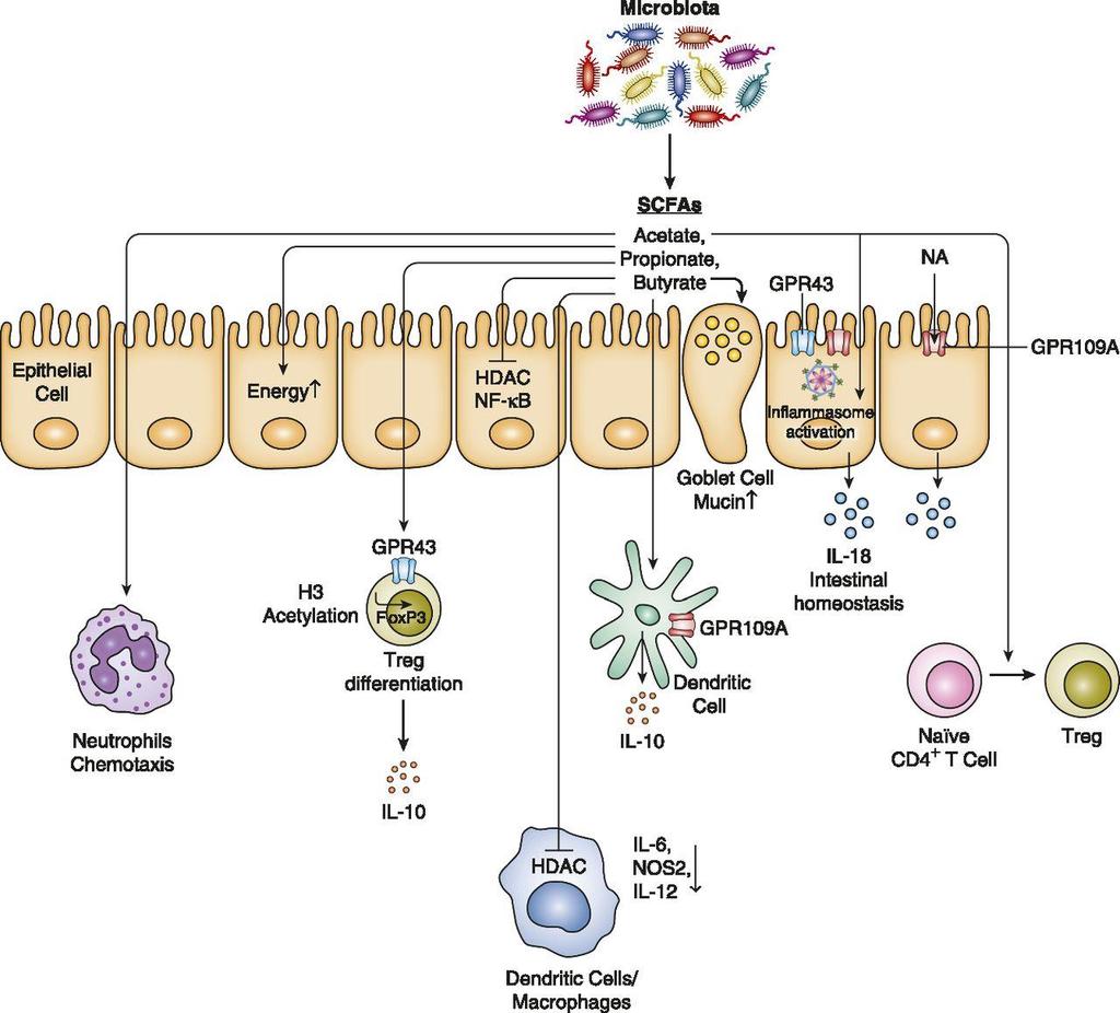 Microbiota-associated metabolites shape mucosal immunity. Eran Blacher et al.