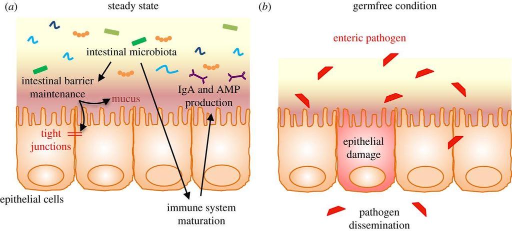 Microbiota/host homeostasis in the intestine.