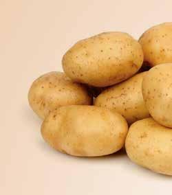 10,00» Anuschka 25 kg / 10,00 CIBUĽKA SADZAČKA» Všetana 1 kg / 2,50» Štutgartská 1 kg / 2,50» Csardas - červená 1 kg / 3,00 Pri veľkej objednávke po telefonickom dohovore dovoz zdarma.