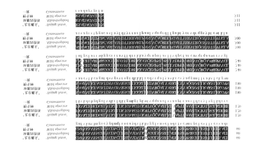 cd NA ( A) and D NA ( B) a s tem pla te M: Marker; 1: W ild species; 2: A llotetrop loid; 3: Cucumber Beijing