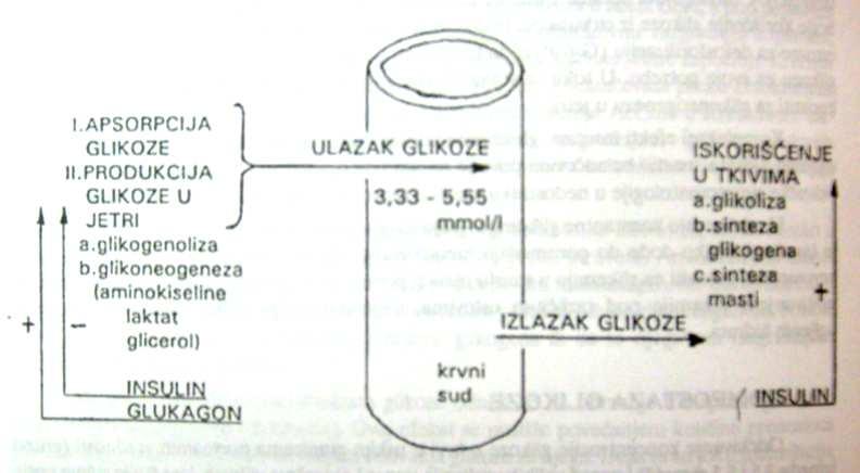 FIZIOLOŠKE OSNOVE