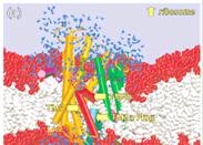 ostankov hidrofobna regija 7-14 ostankov nehelikalna regija 4-5 ostankov Sec61 α,β,γ