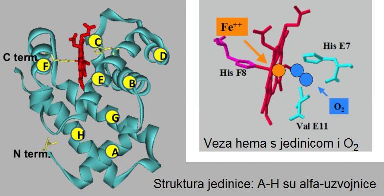1: sekvencija jedinice α MVLSPADKTN VKAAWGKVGA HAGEYGAEAL ERMFLSFPTT KTYFPHFDLS 50 HGSAQVKGHG KKVADALTNA VAHVDDMPNA LSALSDLHAH KLRVDPVNFK 100 LLSHCLLVTL AAHLPAEFTP