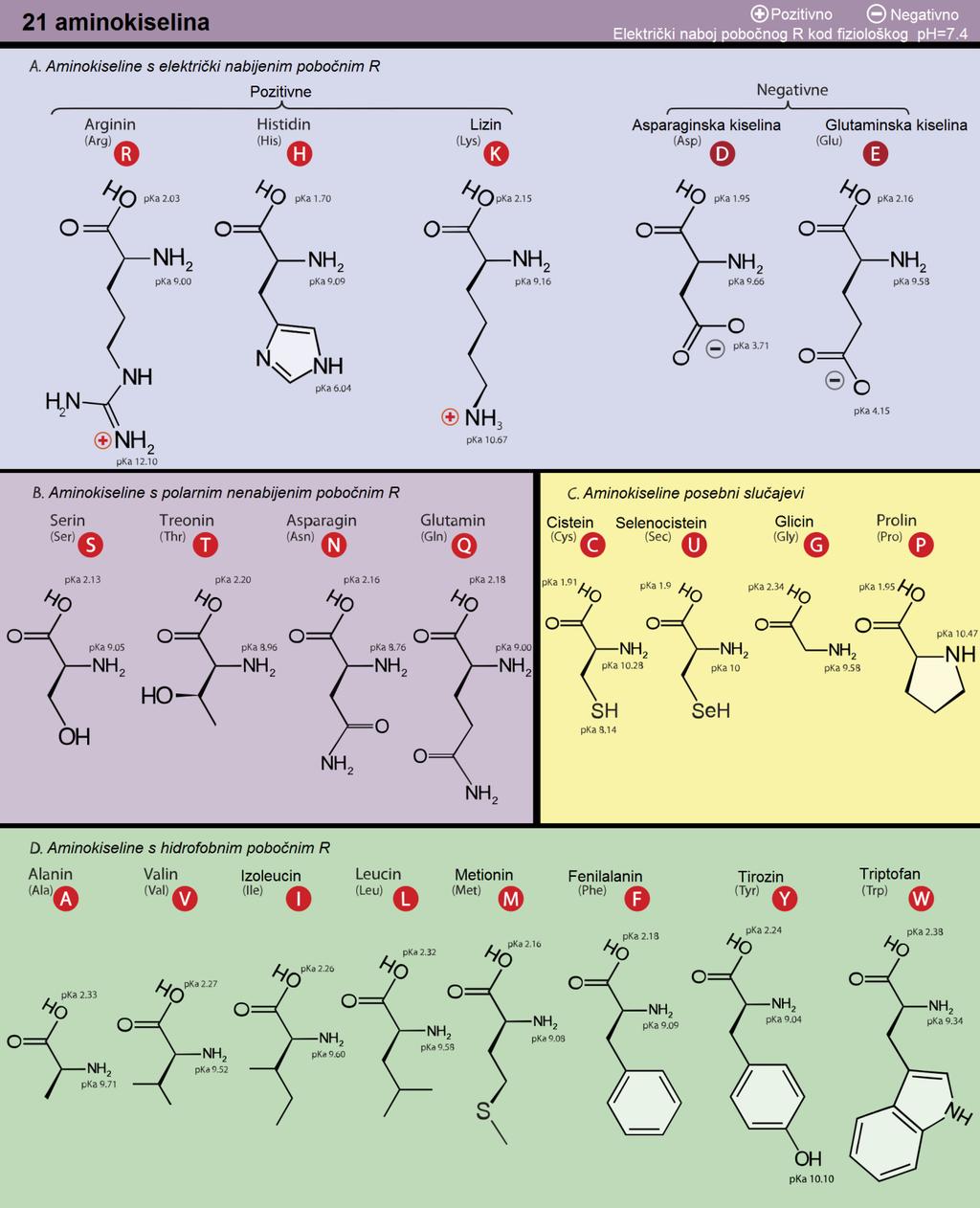 21 proteinogena aminokiselina: ------------------------------------------------ -Arginin (Arg, R) -Histidin (His, H) -Lizin (Lsy, K) -Asparaginska kiselina Ili Aspartat (Asp, D) -Glutaminska kiselina