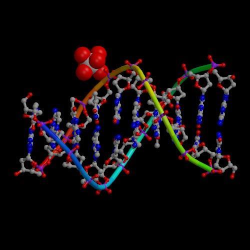 (HDV) ribozoma.