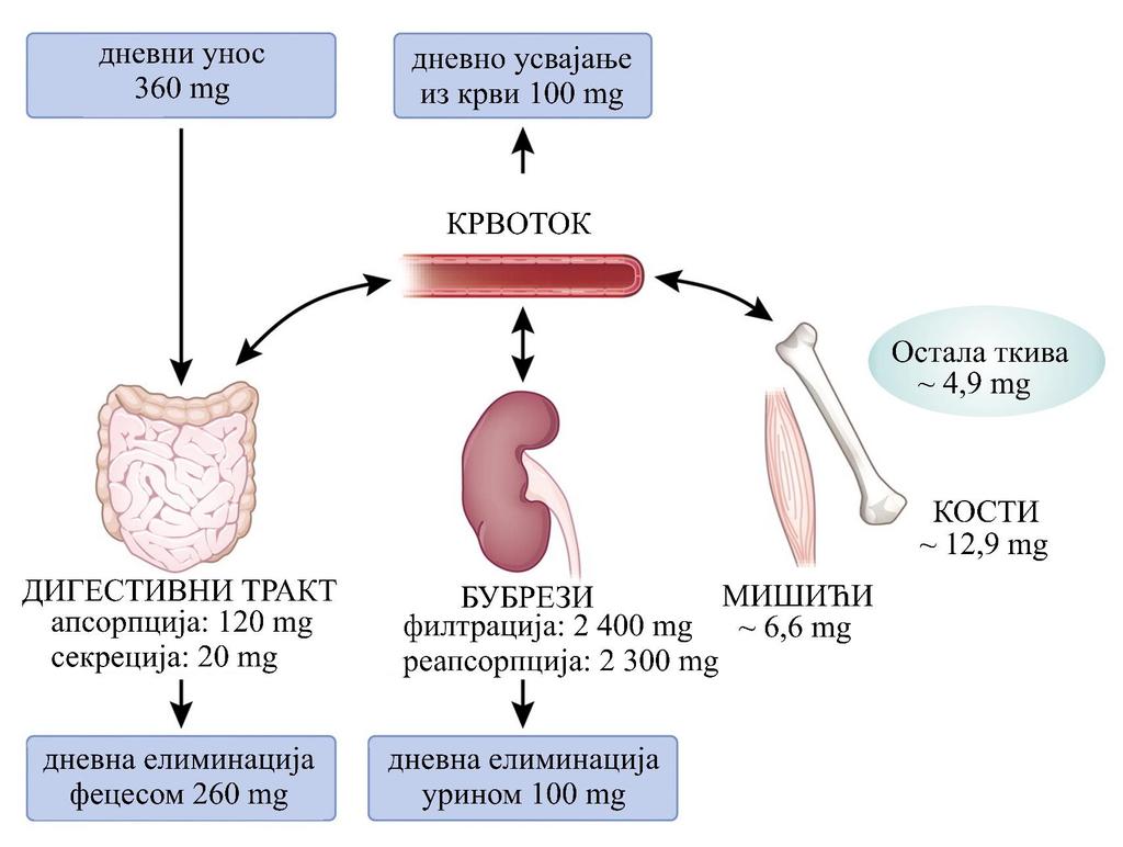 Mg u metabolizmu