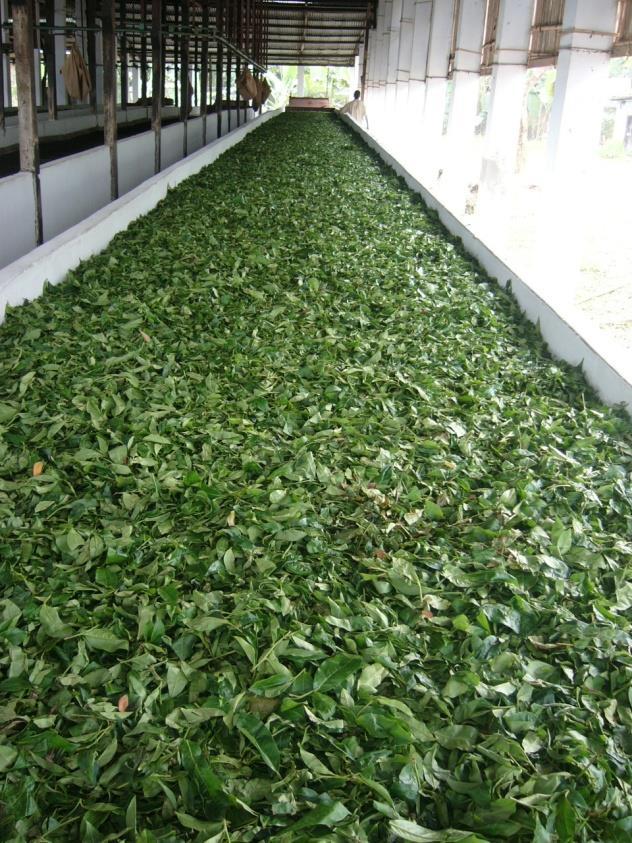 Biely čaj, zelený čaj Parenie / praženie po zbere sa parí v horúcej vodnej pare (rotujúci bubon) praženie čaju panvice -