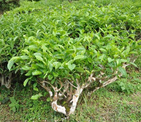 Čajovník Camelia sinensis (Čajovník čínsky) stále zelená rastlina, ker alebo strom (do 10m) 2 dôležité variety na výrobu