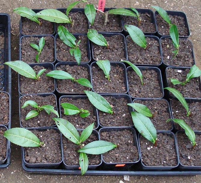 sinensis - Čínsky čaj C. sinensis var.