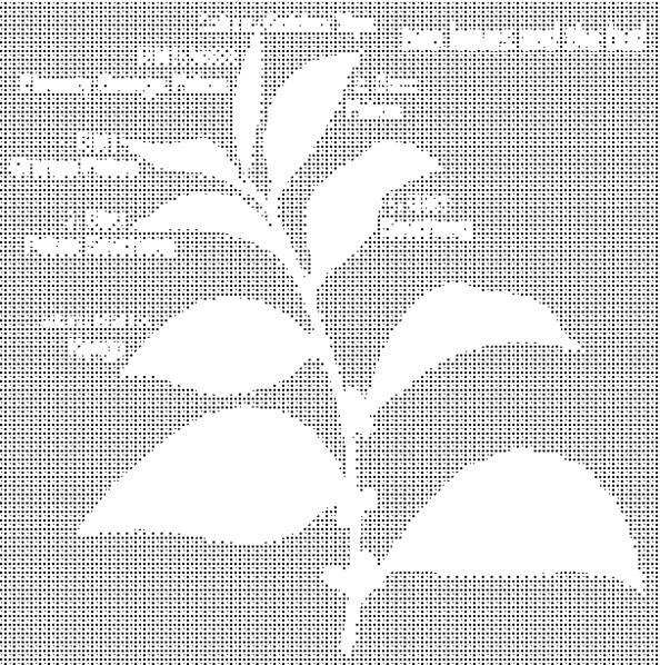 celý púčik Orange Pekoe 1. list Pekoe 2. list Pekoe Souchong (Souchong 1st grade) 3. list Souchong (2nd grade) 4.