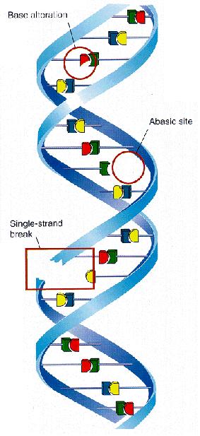 Βλάβες στο DNA Θραύση της