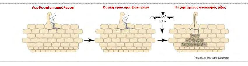 παράγοντες NOD δρουν μέσω επαγωγικών αλλαγών στην έκφραση των γονιδίων που κωδικοποιούν τις φυματίνες, τα οποία είναι αναγκαία για το σχηματισμό του φυματίου (Govers F., 1986). Εικόνα Ε.