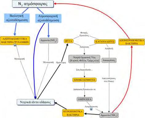 Εικόνα Ε.3: Ο κύκλος του αζώτου (http://cmapspublic2.ihmc.us/rid=1gs85mqs0-jpcwby- GPN/null).