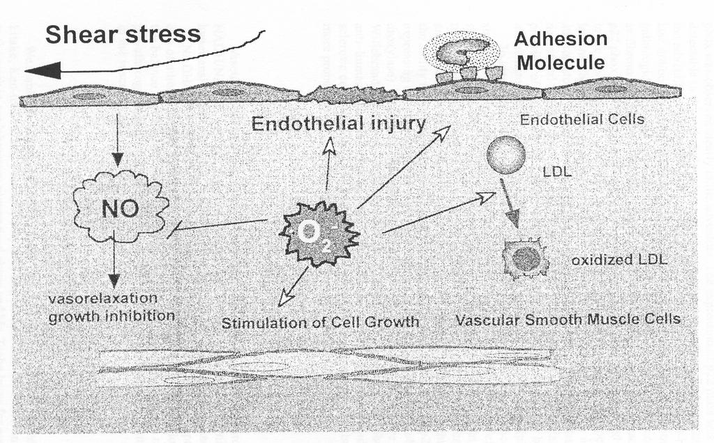 4) Ο ενδοθηλιακός τραυματισμός που συνοδεύεται από οξειδωτικό stress και παραγωγή ελεύθερων ριζών, δεν ενεργοποιεί μόνο την όδο της κυκλοοξυγενάσης για τη σύνθεση προσταγλαδίνης στα ενδοθηλιακά