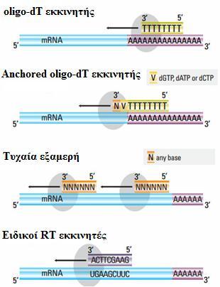 Εκκινητές της αντίδρασης RT (Reverse transcription primers) RT εκκινητές A. Μη ειδικοί 1.