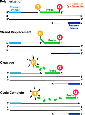 Φθορισμογόνοι DNA ανιχνευτές (fluorescent DNA probes) Η επιτυχής υβριδοποίηση των εκκινητών και του διπλά σημασμένου ανιχνευτή (probe) επιτρέπει: 1.