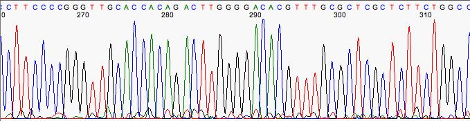 Ενζυμική μέθοδος αλληλούχησης Sanger sequencing Για την εύρεση της αλληλουχίας in vitro σύνθεση επαναλαμβάνετε 4 φορές παρουσία διαφορετικού ddntp σε συγκέντρωση (αναλογία ddntp:dntp) ώστε η