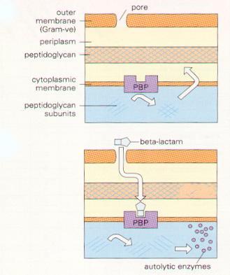 BETALAKTAMSKI ANTIBIOTIKI 2.